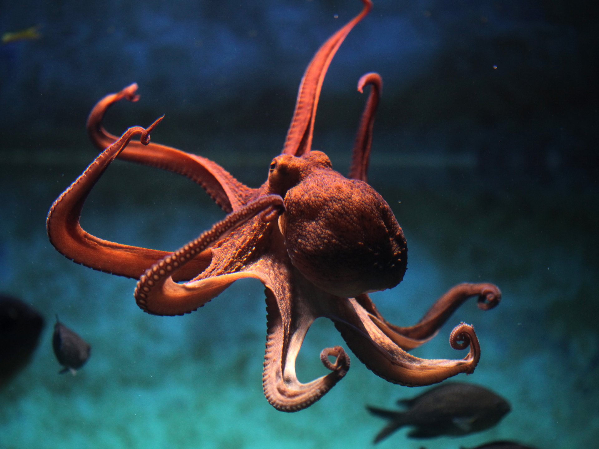 Unterwasseraufnahme eines rotbraunen Oktopus, der mit ausgebreiteten, geschwungenen Tentakeln frei im bläulich-grünen Wasser schwebt; im Hintergrund sind unscharfe Fische zu sehen